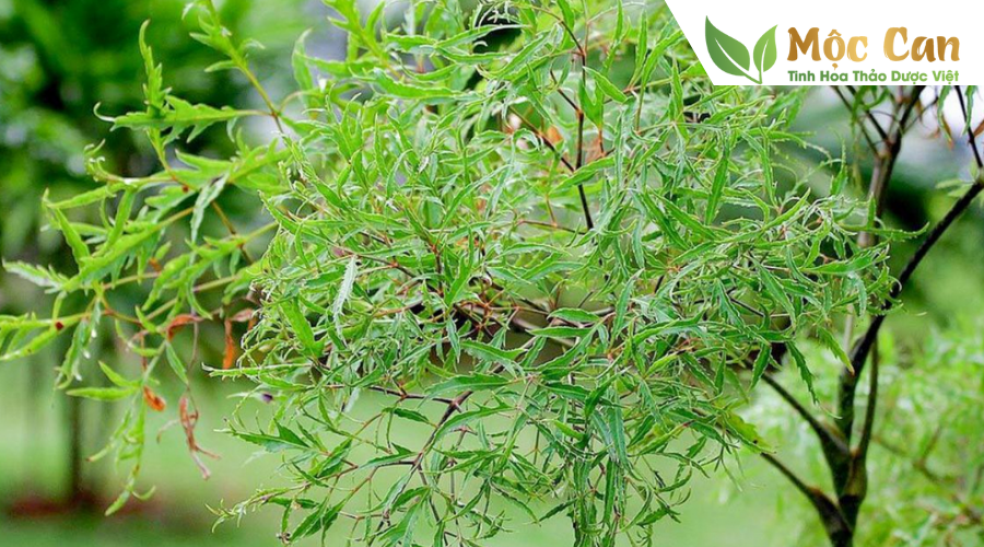 Một số bài thuốc hay từ cây đinh lăng 1